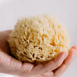 Natural Sea Sponge