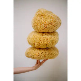Natural Sea Sponge