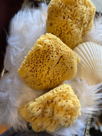 Yellow Sea Sponges for Bathing HUGE 7 to 8 inches in diameter.