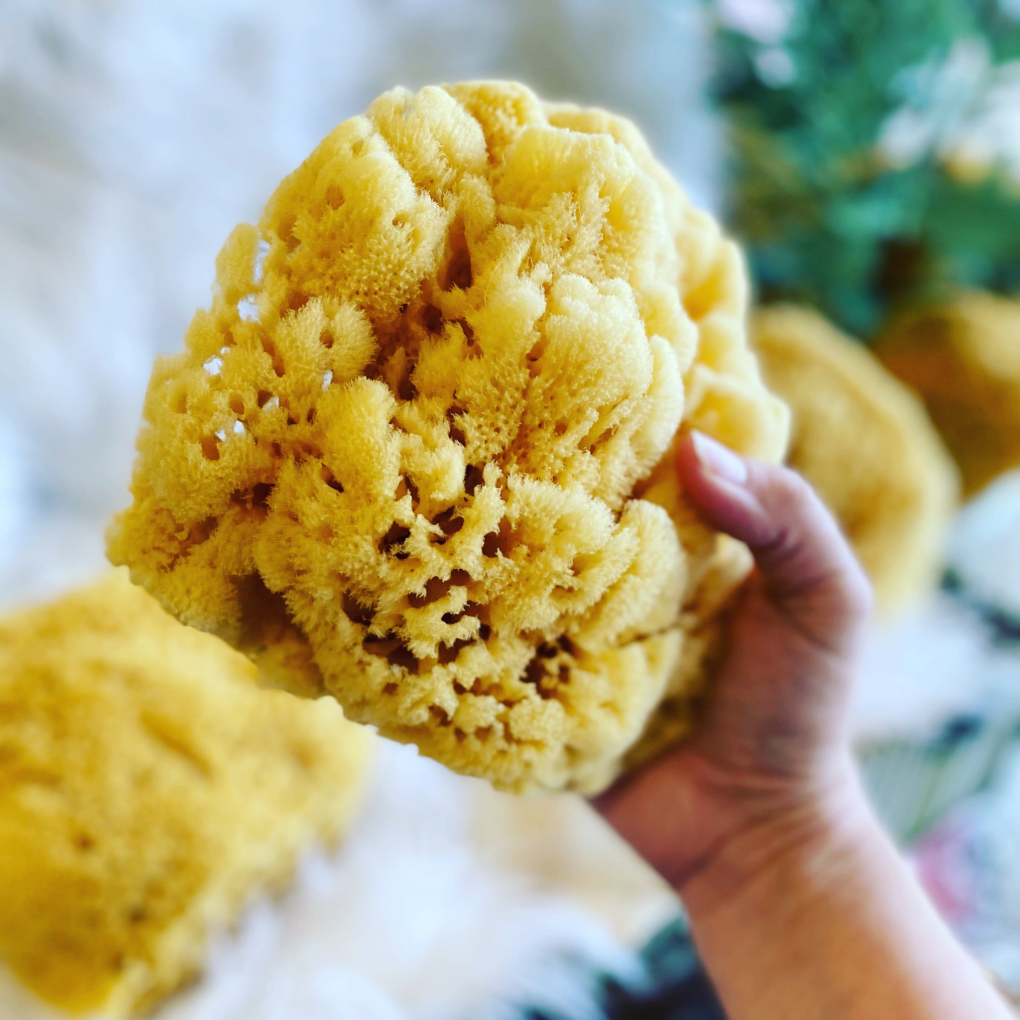 Yellow Sea Sponges for Bathing HUGE 7 to 8 inches in diameter