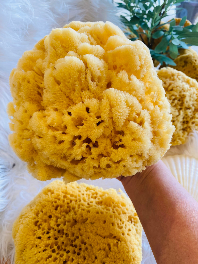 Natural Sea Sponge