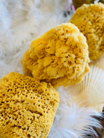 Yellow Sea Sponges for Bathing HUGE 7 to 8 inches in diameter.